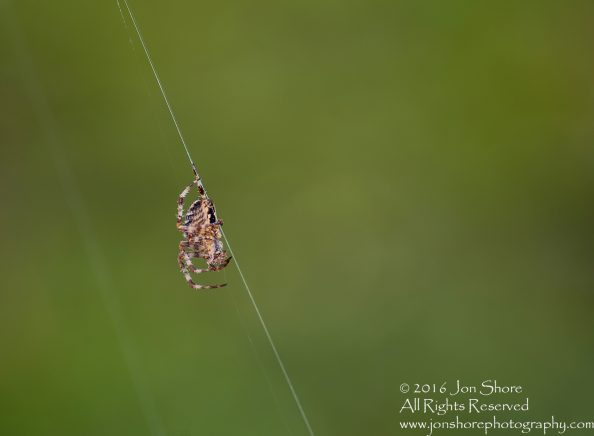 Spider Close-up - Latvia Tamron 90mm Macro Lens