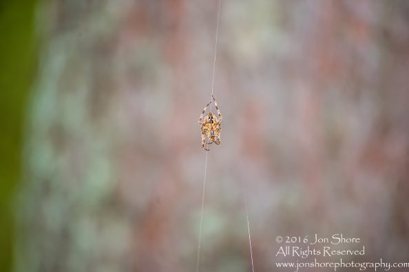 Spider Close-up - Latvia Tamron 90mm Macro Lens