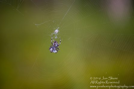 Spider Close-up - Latvia Tamron 90mm Macro Lens