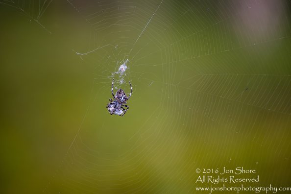 Spider Close-up - Latvia Tamron 90mm Macro Lens