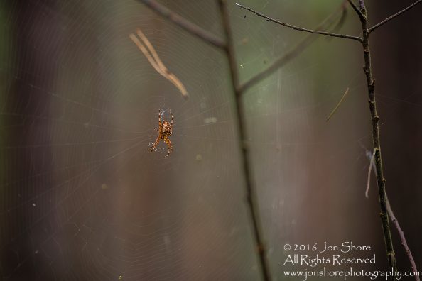 Spider, Lielupe, Latvia - Tamron 300mm lens