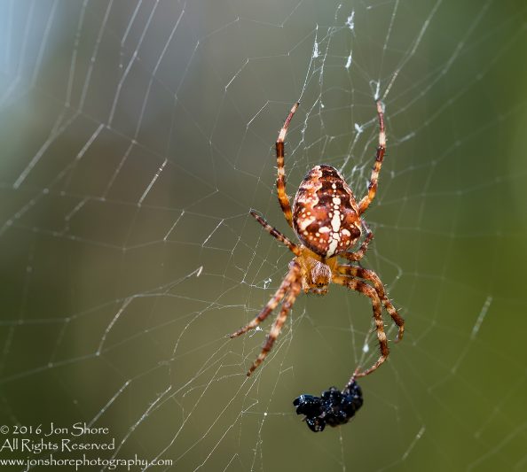 Spider with dinner macro closeup. Tamron 90mm macro lens
