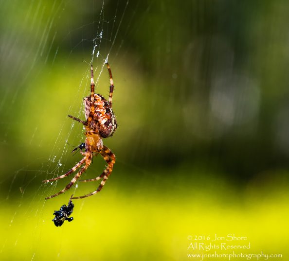 Spider with dinner macro closeup. Tamron 90mm macro lens