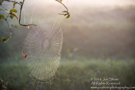 Spiderweb at Dawn - Summer - Burtnieks, Latvia Tamron 200mm Lens