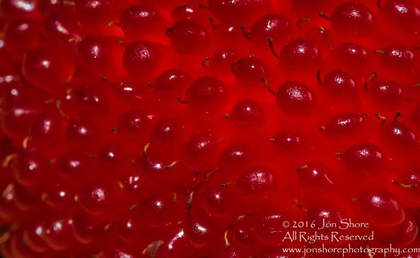Strasberries - Strawberry Raspberry Hybrid Macro Tamron 90mm Macro Lens