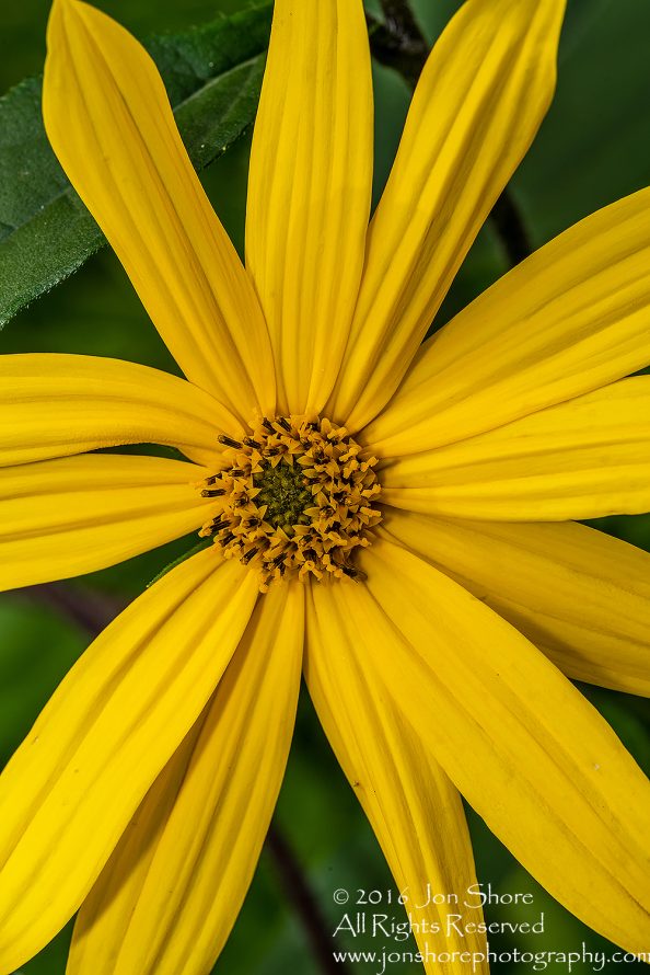 Tamarind Flower - Summer - Jurmala, Latvia 2016 Tamron 100mm Lens