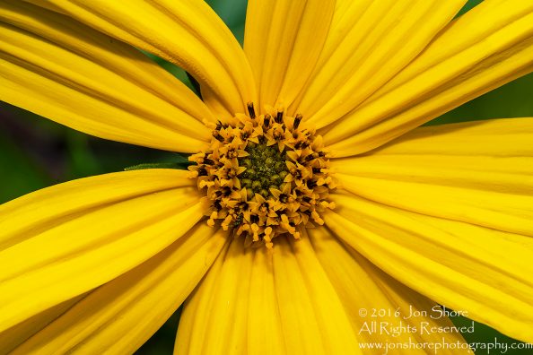 Tamarind Flower Close-up - Summer - Jurmala, Latvia 2016 Tamron 100mm Lens