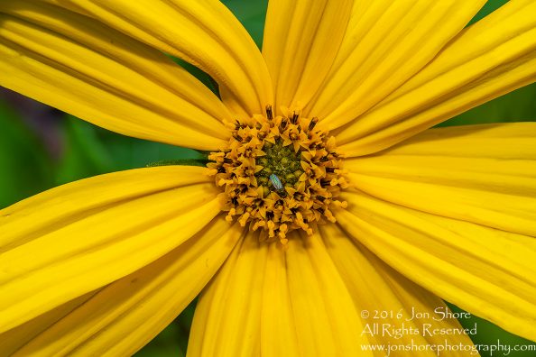 Tamarind Flower with Fly Close-up - Summer - Jurmala, Latvia 2016 Tamron 100mm Lens