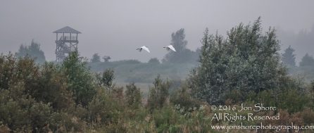 Great White Egret at Sunrise- Summer - Burtnieks, Latvia Tamron 600mm Lens