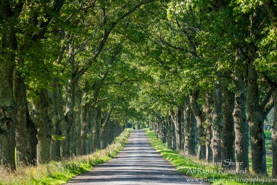 Tree lined road Summer Burtnieks Latvia Tamron 70mm Lens