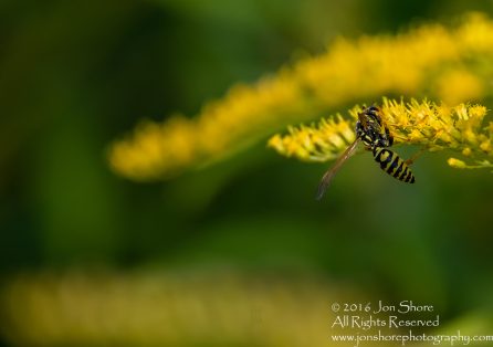 Close-up of Wasp on Yellow Flowers - Jurmala, Latvia Tamron 90mm macro lens