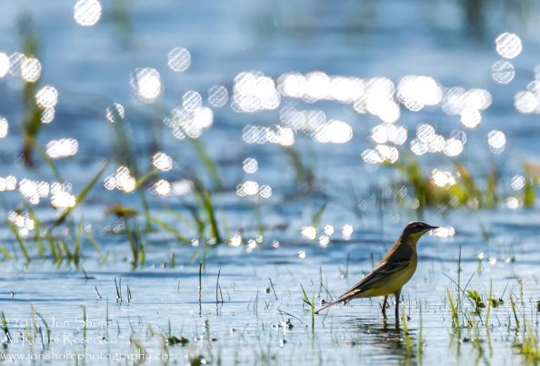 Yellow Wagtail - Summer - Burtnieks, Latvia Tamron 300mm Lens