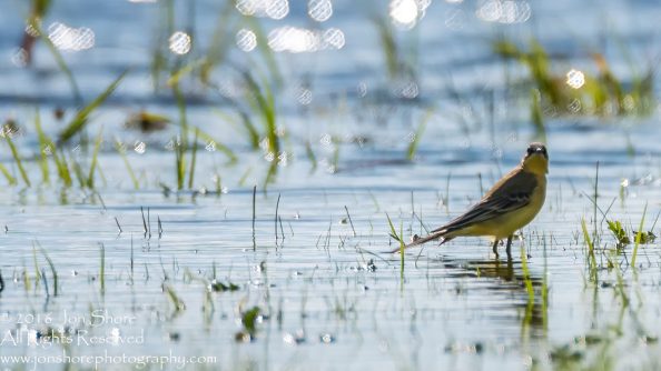 Yellow Wagtail - Summer - Burtnieks, Latvia Tamron 300mm Lens