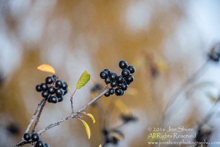 Aronia. Zolitude, Latvia. Nikkor 300mm