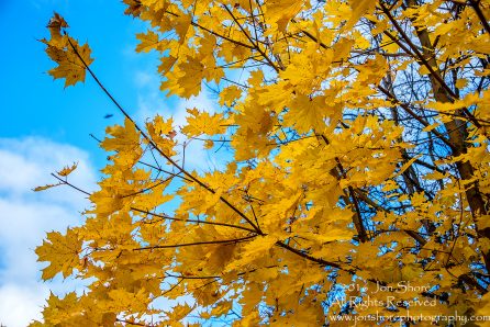 Autumn Leaves, Zolitude, Latvia. Nikkor 200mm
