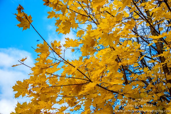 Autumn Leaves, Zolitude, Latvia. Nikkor 200mm