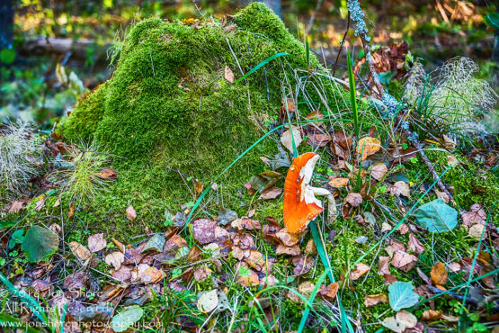 Mushroom Kemeri National Park, Latvia. Nikkor 200mm
