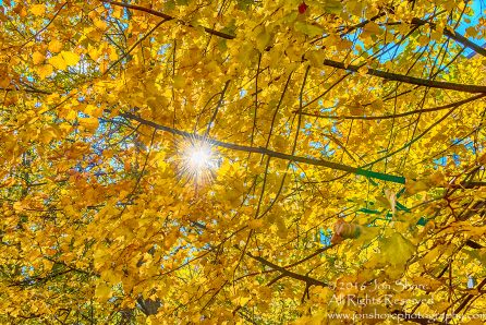 Autumn Leaves Lens Flare. Nikkor 300mm