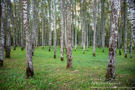 Birch Forest, Priekuli, Latvia. Nikkor 50mm