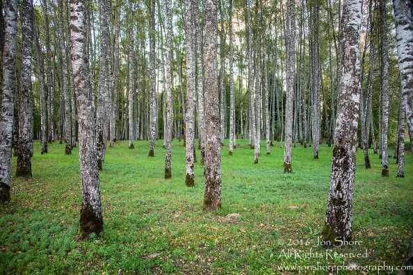 Birch Forest, Priekuli, Latvia. Nikkor 50mm