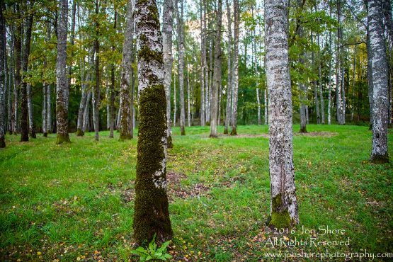 Birch Forest, Priekuli, Latvia. Nikkor 50mm