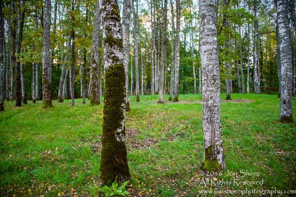 Birch Forest, Priekuli, Latvia. Nikkor 50mm