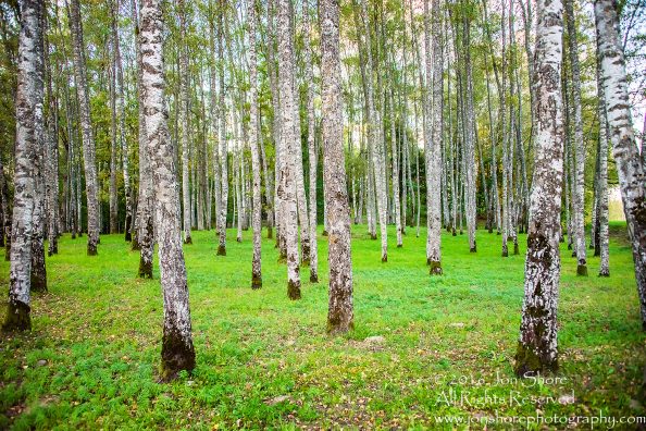 Birch Grove. Priekuli, Latvia. Nikkor 28mm