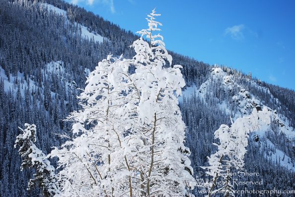 Snowy tree, Copper Mountain, Colorado. Nikkor 200mm