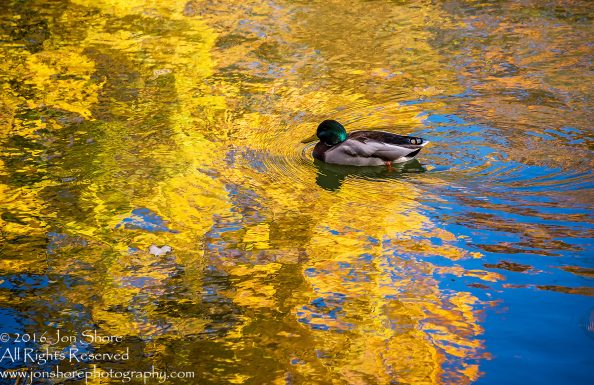 Ducks in Autumn Reflection. Cesis, Latvia, Nikkor 300mm