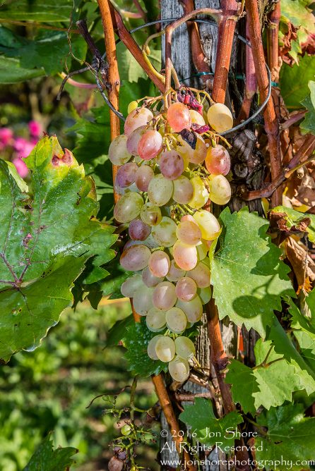 Grapes. Trier, Germany. Nikkor 100mm