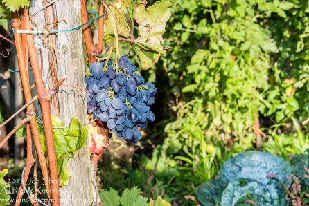 Grapes. Trier, Germany. Nikkor 100mm
