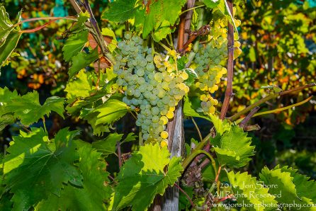 Grapes. Trier, Germany. Nikkor 100mm