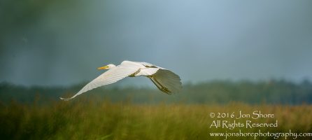 Great White Egret. Burtnieki, Latvia. Tamron 600mm