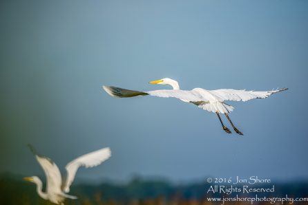 Great White Egret. Burtnieki, Latvia. Tamron 600mm
