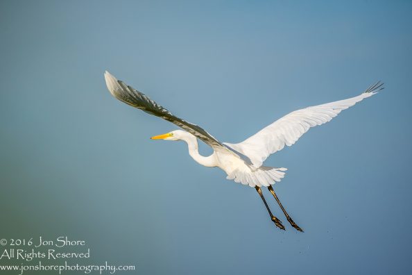 Great White Egret. Burtnieki, Latvia. Tamron 600mm