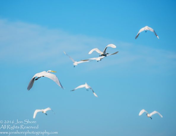 Great White Egret. Burtnieki, Latvia. Tamron 600mm