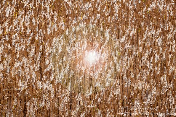 Kemeri National Park, Latvia. Nikkor 28mm