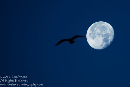 Moon and Gull. Nikkor 300mm