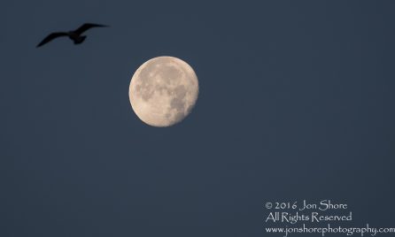 Moon and Gull. Nikkor 300mm