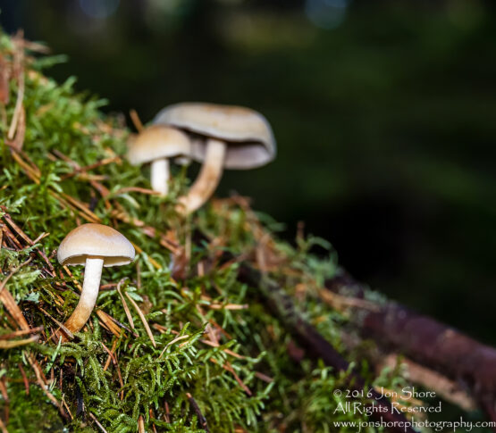 Mushrooms Kemeri National Park, Latvia. Nikkor 200mm