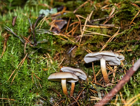 Mushrooms Kemeri National Park, Latvia. Nikkor 200mm