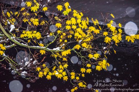 Yellow leaves in the snow at night. Nikkor 150mm