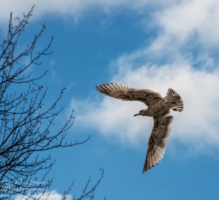 Seagull. Nikkor 300mm