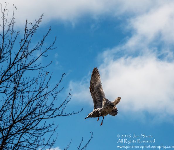 Seagull. Nikkor 300mm