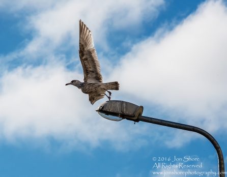 Seagull taking off. Nikkor 300mm