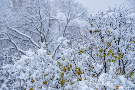 Snowy tree, Latvia. Nikkor 300mm