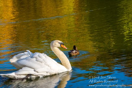 Swan and Duck in Autumn Reflection. Cesis, Latvia, Nikkor 300mm