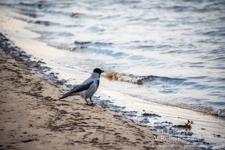 Black Headed Crow on a Latvian beach. Nikkor 300mm
