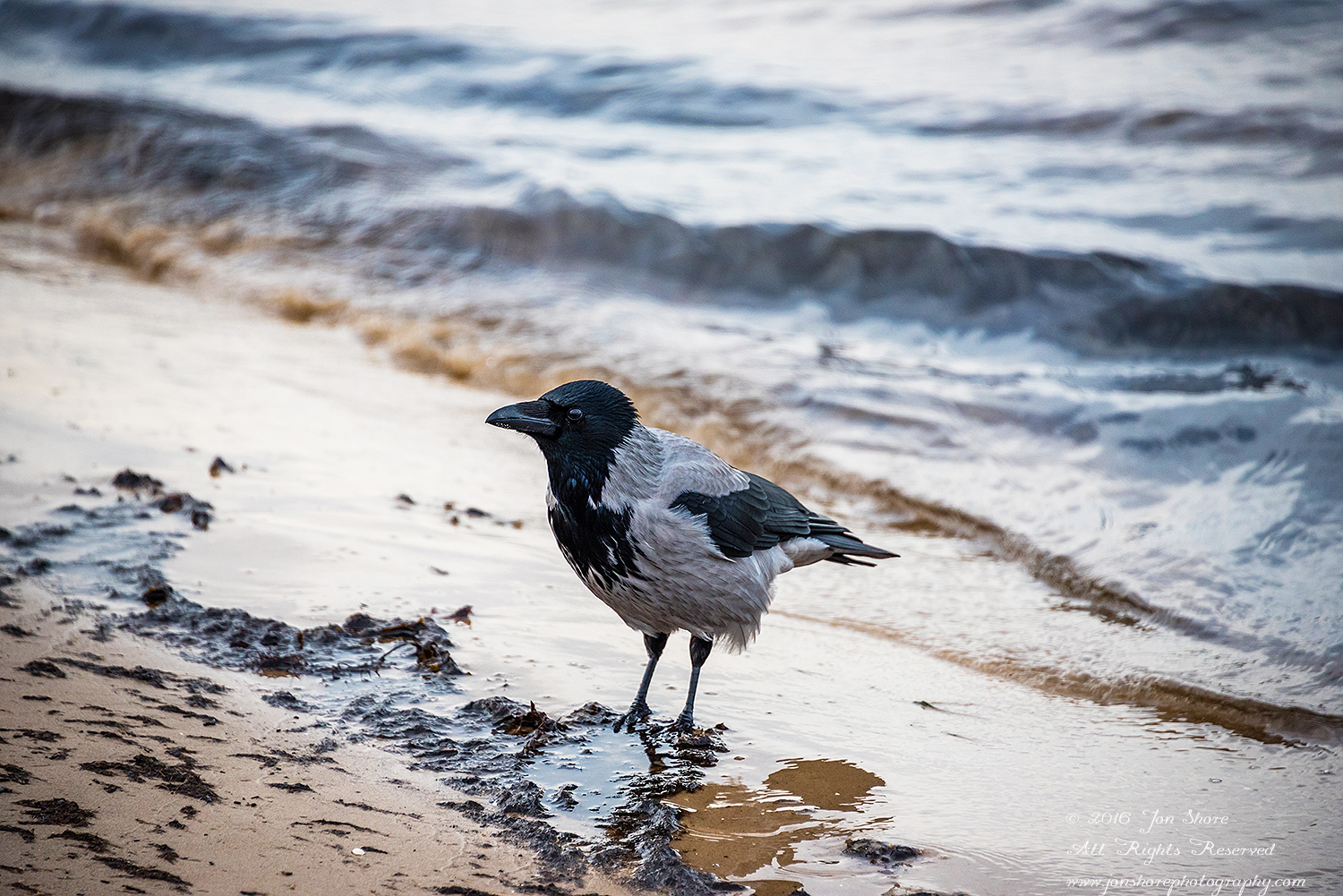 Black Headed Crow on a Latvian beach. Nikkor 300mm