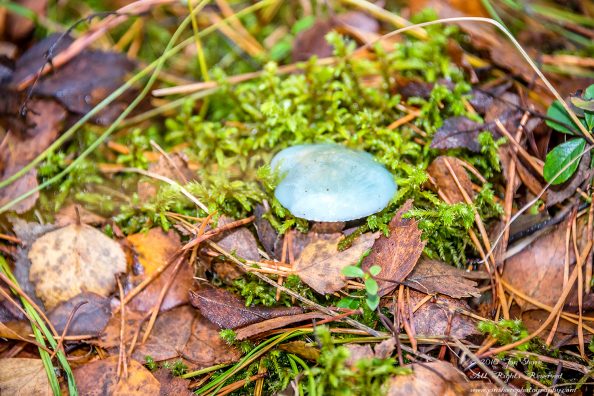 Blue Mushroom in Latvia. Nikkor 300mm